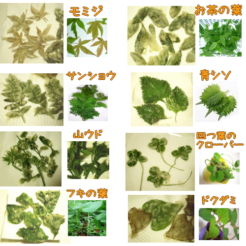 5 ガーデニング 葉っぱ 山菜 ハーブ